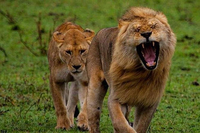 Tanzania Safari - The Great Migration in the North of the Serengeti and Lake Natron - Key highlights to know before you go