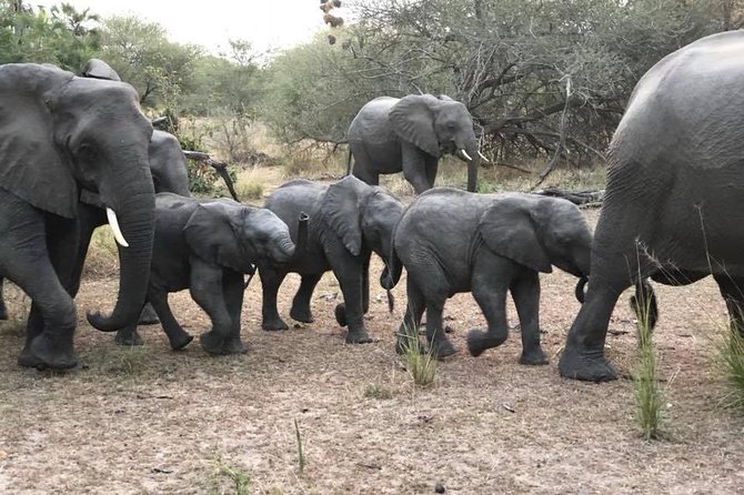 Tanzania Safari - The Great Migration in the North of the Serengeti and Lake Natron - Great Migration season: when the North Serengeti actually delivers