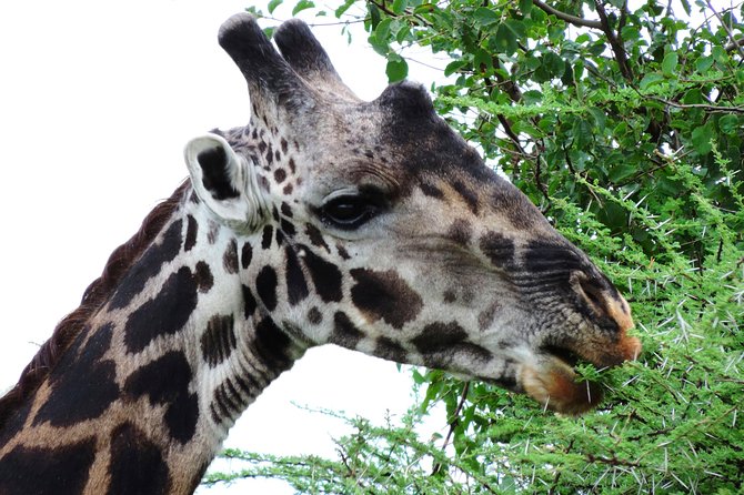 Tanzania Safari - The Great Migration in the North of the Serengeti and Lake Natron - Lake Natron and Oldoinyo Lengai: flamingos, sacred slopes, and water-on-feet