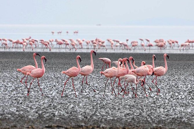 Tanzania Safari - The Great Migration in the North of the Serengeti and Lake Natron - Tarangire twice: baobabs and the river that gathers life