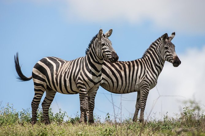 Tanzania Safari - The Great Migration in the North of the Serengeti and Lake Natron - Day eight in Arusha: what a smooth wrap-up looks like