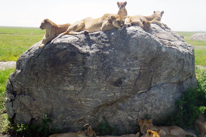 Tanzania safari with guide in Italian, the great Migration of the Serengeti - Key things I’d pay attention to