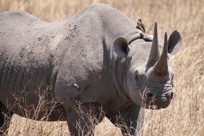 Tanzania safari with guide in Italian, the great Migration of the Serengeti - Why the Great Migration timing changes everything