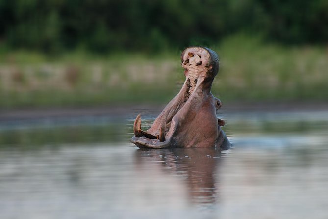 Tanzania Simba Safari - 5 Days - Price and Logistics: Does $2,897.06 Per Person Feel Fair?
