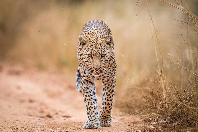 Tanzania Simba Safari - 5 Days - Should You Book Tanzania Simba Safari 5 Days?