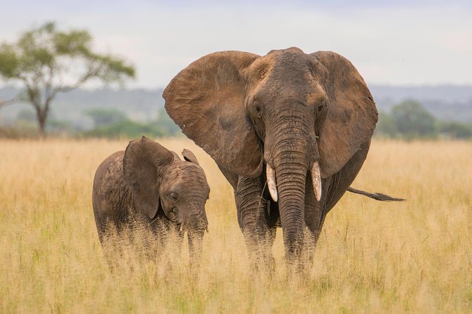 Tanzania Simba Safari - 5 Days - Serengeti National Park: How the Schedule Builds Your Animal Chances