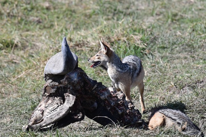 Tanzania Wildlife Cultural Safari from Arusha. - Lake Eyasi: birds and Hadzabe hunter-gatherer life