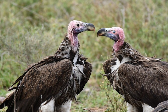 Tanzania Wildlife Cultural Safari from Arusha. - Tarangire National Park: the river that keeps animals close