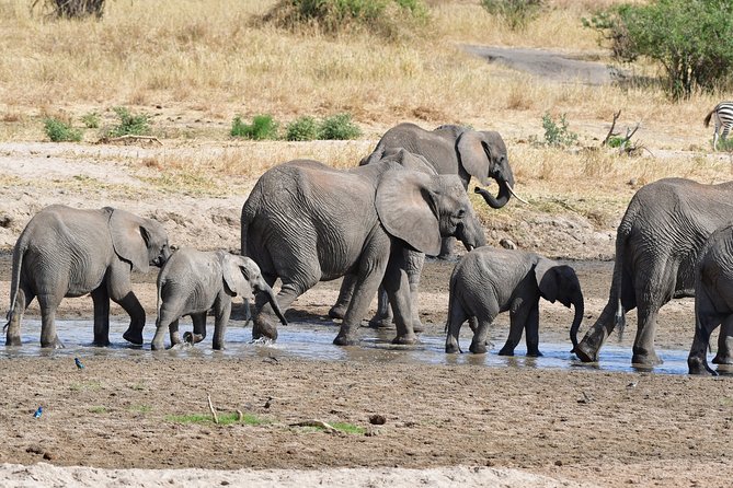 Tanzania Wildlife Cultural Safari from Arusha. - Arusha National Park: Mount Meru’s wildlife intro