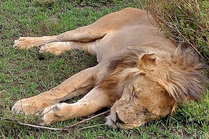 Tanzania Wildlife Safari Budget Camping - Day 3 Serengeti plus Oldupai Gorge for context before the big game