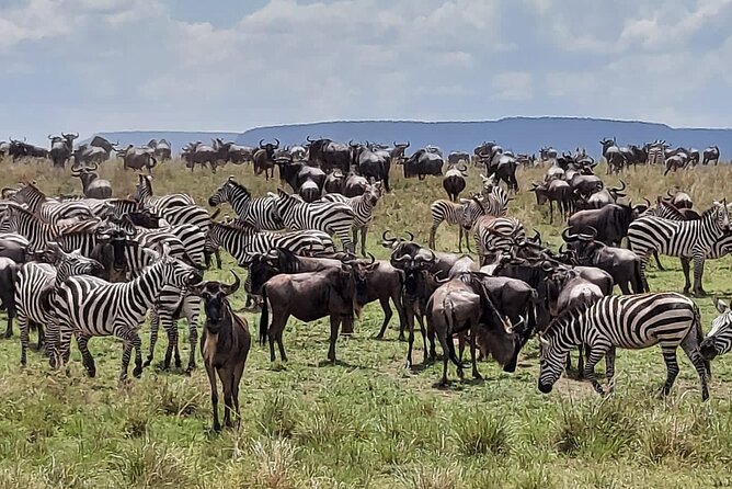 Tanzania Wildlife Safari Budget Camping - Day 2 Lake Manyara birdlife, flamingos, and the plains-meet-forest feel