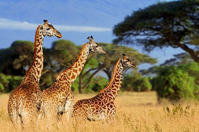 Tarangire Budget Full Day Tour from Arusha - Private Transportation and Guides: Herman, Luca, and Joshua Matter