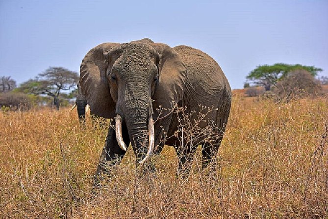 Tarangire Day Tour - Key things to know before you go