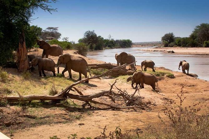 Tarangire National Park Day Trip - Birdlife at Lake Burungi and marsh edges: what to watch beyond the mammals