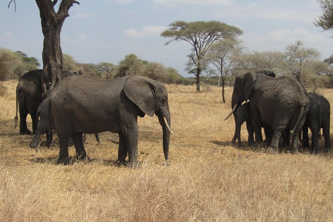 Tarangire National Park: Guided Day Tour from Arusha - One Day, Two Game Drives: How the Schedule Actually Works