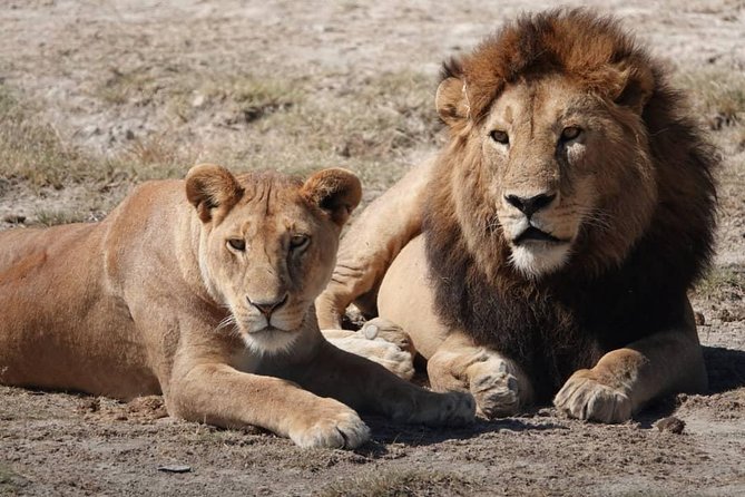 Tarangire National Park: Guided Day Tour from Arusha - Who This Tour Fits Best in Tarangire