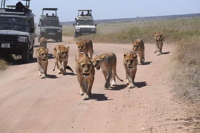 tarangire & ngorongoro 2 days tour - Wildlife expectations for two days, and how to not get frustrated