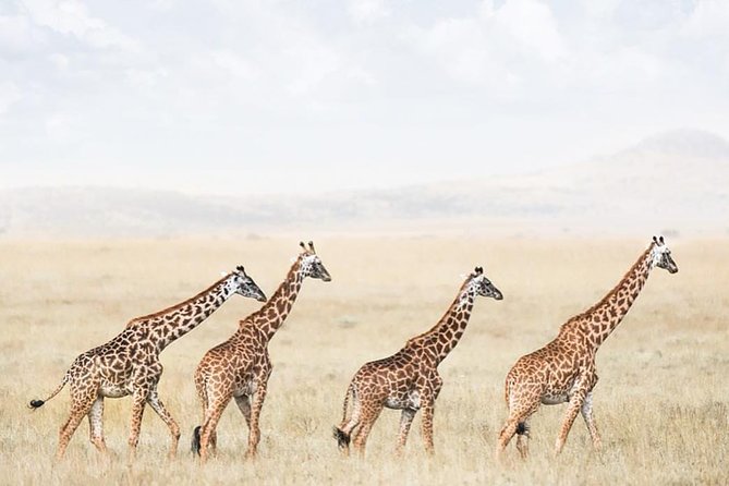 tarangire & ngorongoro 2 days tour - Tarangire National Park: elephants and the hunt for big cats