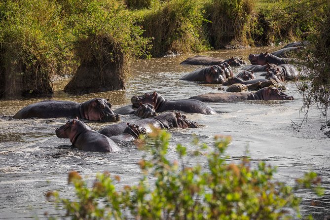 tarangire, ngorongoro & lake manyara park 3 days private tour - Day 2 Ngorongoro Crater: viewpoint wow, then rhino hunting