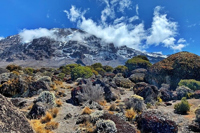 The 6 Days Kilimanjaro Climbing Tour via Machame Route in 2025/26 - Day 2: Moorland to Shira campsite, 9,400 to 12,500 ft