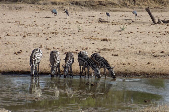 The Amaizing Private Day Trip to the lovely Arusha National Park - Momela Lakes, Flamingoes, and the Best Birdwatching Window
