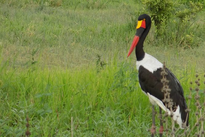 The Amaizing Private Day Trip to the lovely Arusha National Park - The Colobus Monkey Chance You Should Actually Care About