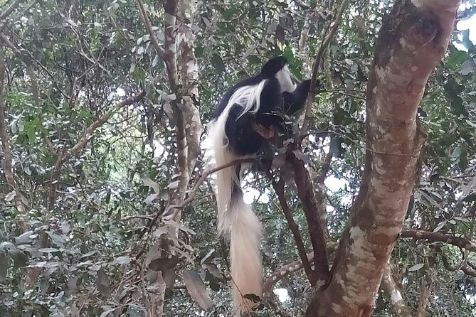The Amaizing Private Day Trip to the lovely Arusha National Park - The 2-Hour Ranger Walking Safari in the Park
