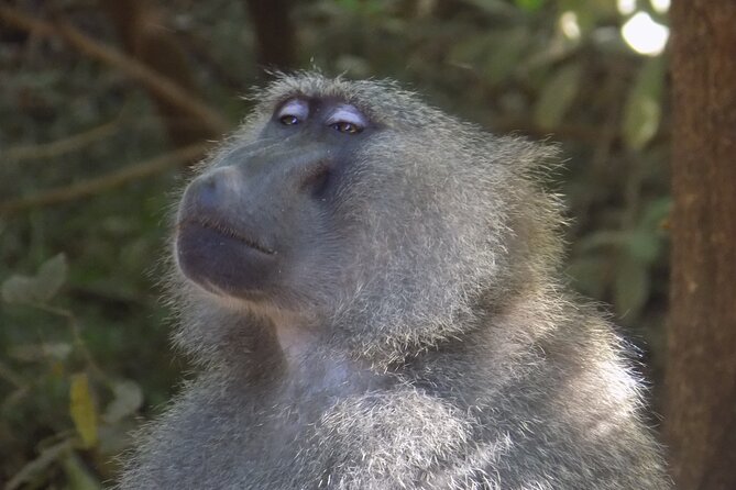 The Amaizing Private Day Trip to the lovely Arusha National Park - Forest Views and Mount Meru When the Sky Is Clear