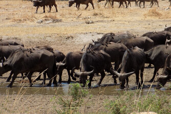 The Amaizing Private Day Trip to the lovely Arusha National Park - Price and What You Really Get for $450 Per Person