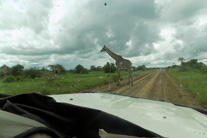 The Amaizing Private Day Trip to the lovely Arusha National Park - Wildlife Drives Built Around Forest, Antelopes, and Birds