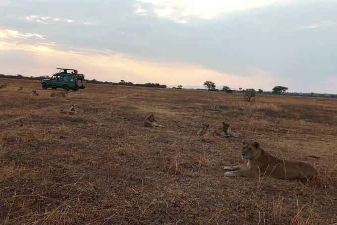 The Best 3Days Start from Mwanza to Serengeti' through Viator - Starting In Mwanza, Then Hitting Musoma For The Safari Briefing