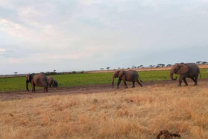 The Best 3Days Start from Mwanza to Serengeti' through Viator - Logistics That Can Affect Your Comfort (And How To Plan Around Them)