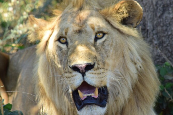 The Best 4 Days 3-Night Tanzania Private Luxury Big-5 Safari Tour - Why this safari feels private and low-stress