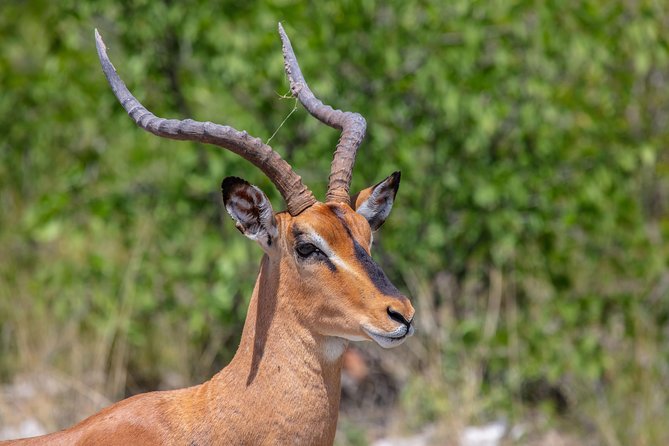 The Best 4 Days 3-Night Tanzania Private Luxury Big-5 Safari Tour - Lodges and meals: what’s included, and why it matters