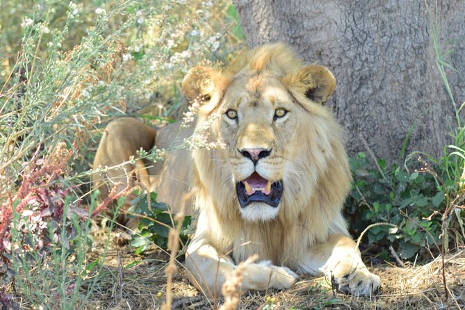 The Best 4 Days 3-Night Tanzania Private Luxury Big-5 Safari Tour - Price and value: what $2,490 per person is really paying for