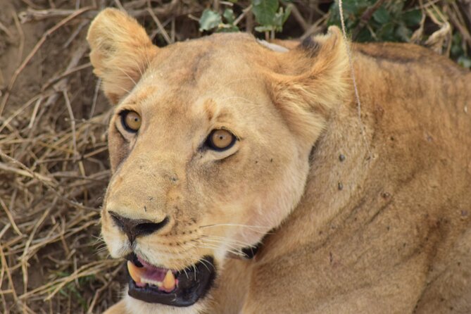 The Best 4 Days Serengeti & Ngorongoro Private Mid-range Safari - Arusha to the Serengeti, then Ngorongoro, in a tight 4-day plan