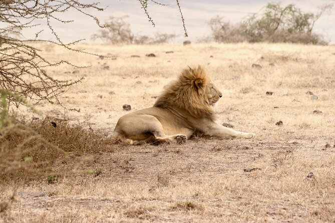 The Best 4 Days Serengeti & Ngorongoro Private Mid-range Safari - Price and logistics: is $1,781 per person good value?
