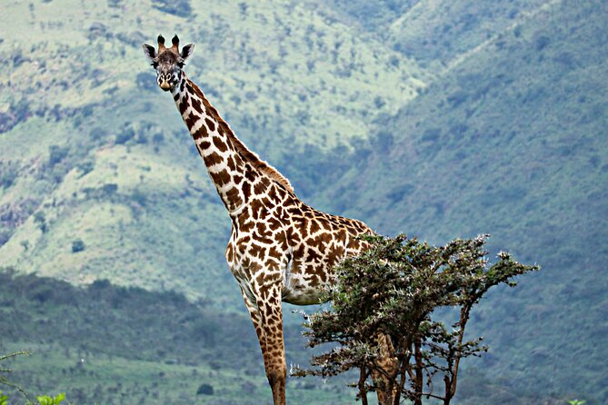 The Best 4 Days Serengeti & Ngorongoro Private Mid-range Safari - What makes this itinerary work for different types of safari lovers