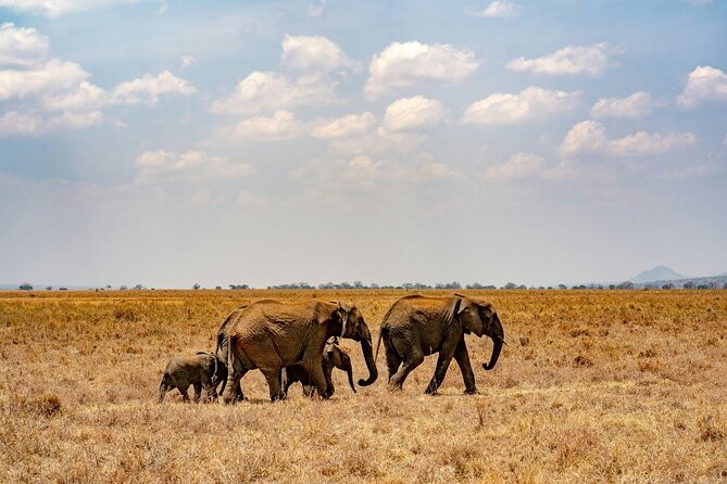 The Best 4 Days Serengeti & Ngorongoro Private Mid-range Safari - Day 1 in the Serengeti: Seronera first, lunch, then your afternoon game drive