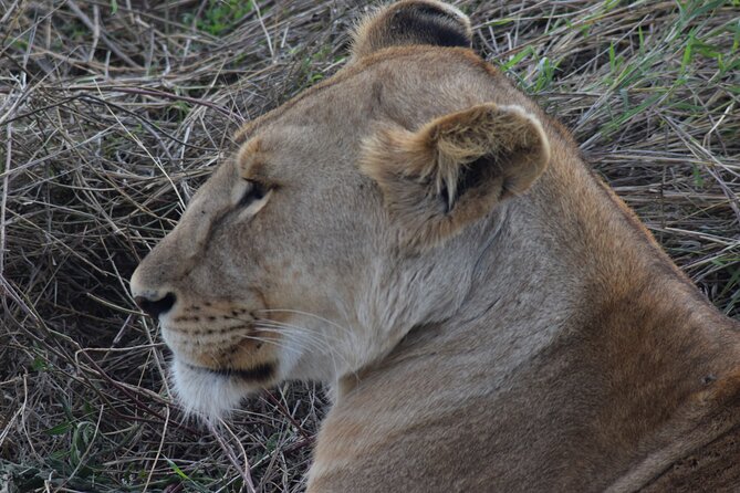 The Best and Most Affordable 4-Day Tanzania Budget Private Safari - Day 3 Ngorongoro descent for crater Big Five chances