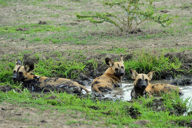 The best Selous 1 day safari from Zanzibar - Bush lunch inside the park, why this break is worth it