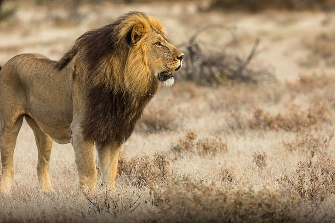 The best Selous 1 day safari from Zanzibar - Guide quality and small-group attention, including Moussa’s approach