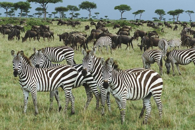 The best Selous 1 day safari from Zanzibar - Price and value: what $550 buys you, and what it does not