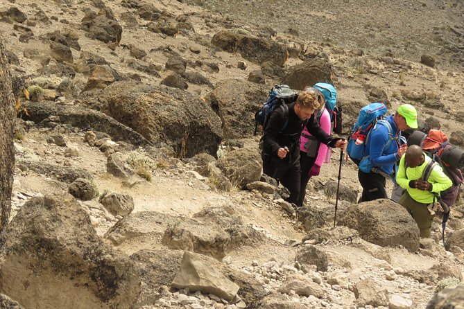 The Best & Unique Kilimanjaro Hiking tour 7 days Machame route - Day 2 (Machame Camp to Shira 2 Camp): heath terrain and careful pacing