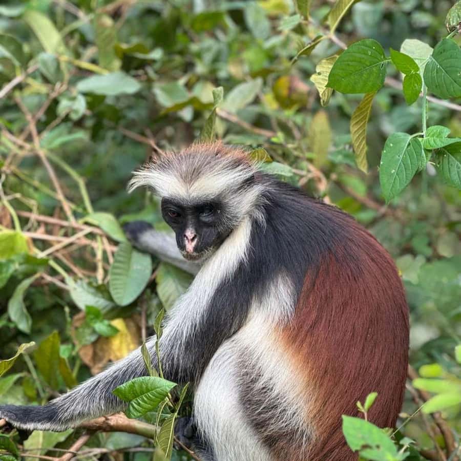 THE GREEN TOUR: Jozani Forest & Mangrove Kayaking Experience - Key highlights worth knowing