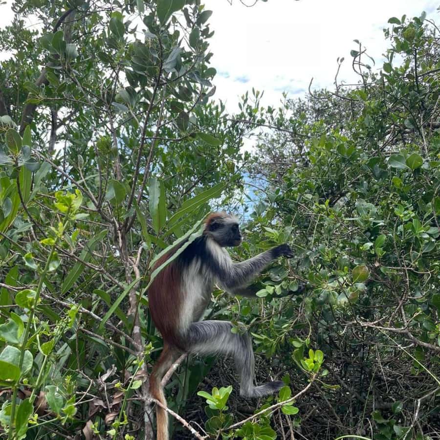 THE GREEN TOUR: Jozani Forest & Mangrove Kayaking Experience - Uzi Island first, where low tide sets the schedule