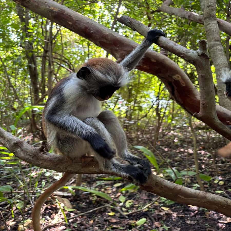 THE GREEN TOUR: Jozani Forest & Mangrove Kayaking Experience - Village time on Zanzibar soil, not a drive-by