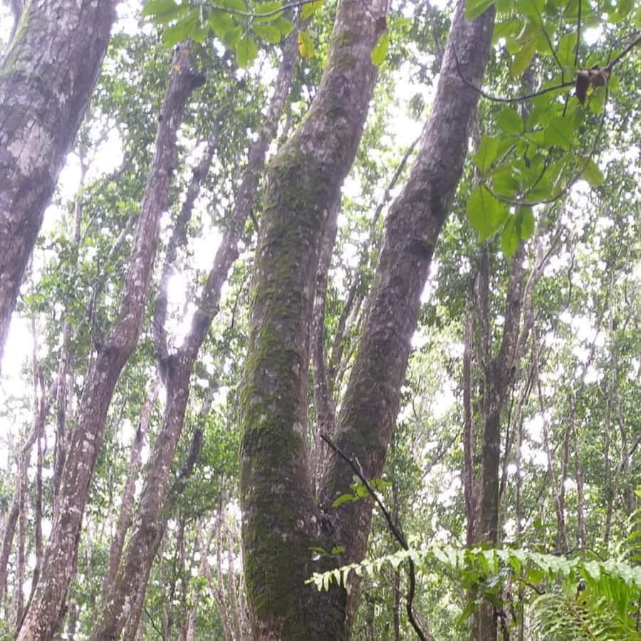 THE GREEN TOUR: Jozani Forest & Mangrove Kayaking Experience - Jozani Chwaka Bay National Park and the Red Colobus payoff