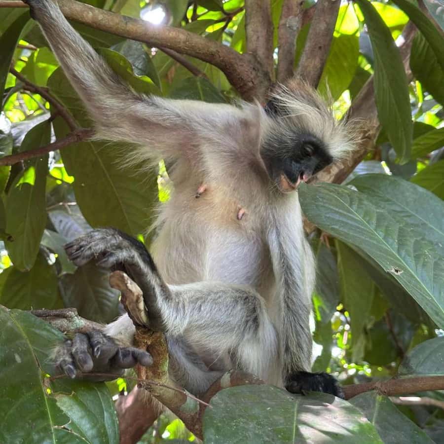 THE GREEN TOUR: Jozani Forest & Mangrove Kayaking Experience - The pacing: van time, then focused blocks