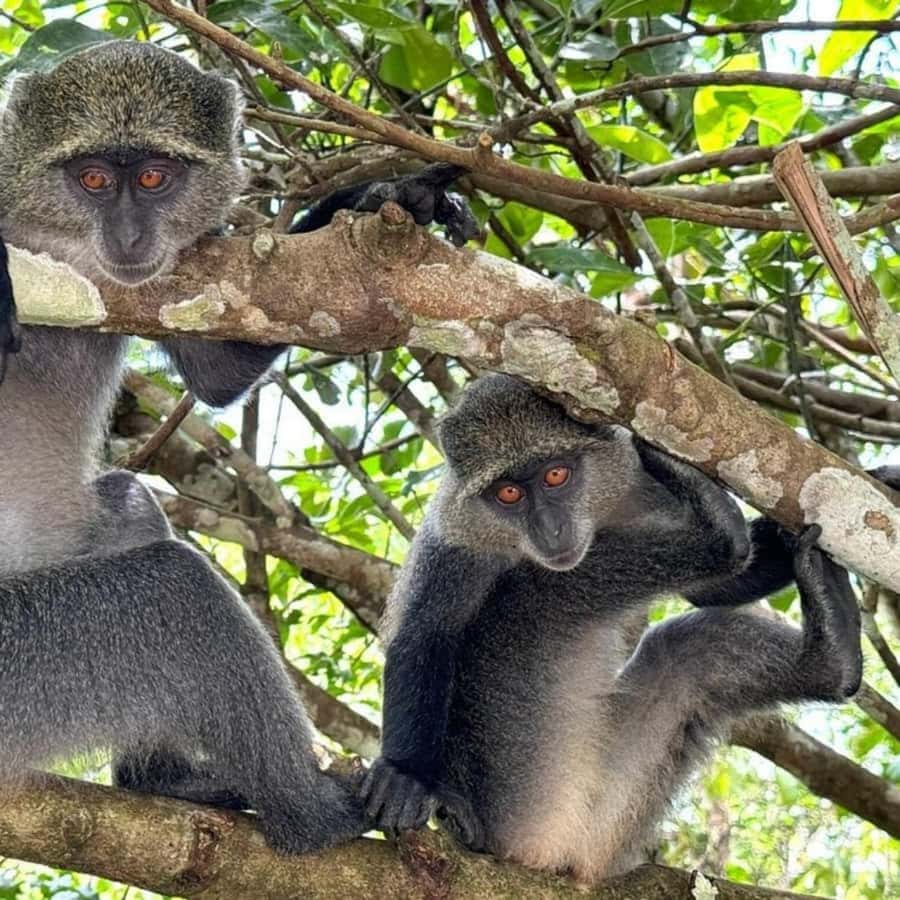 THE GREEN TOUR: Jozani Forest & Mangrove Kayaking Experience - Price and value: what $99 really covers